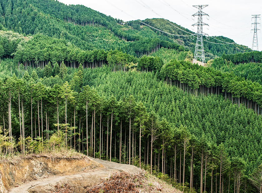 岡山県津山市・鏡野町での植林活動