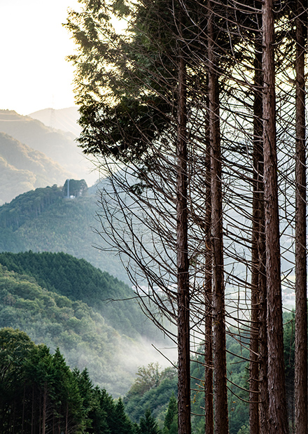 岡山県津山市・鏡野町での植林活動