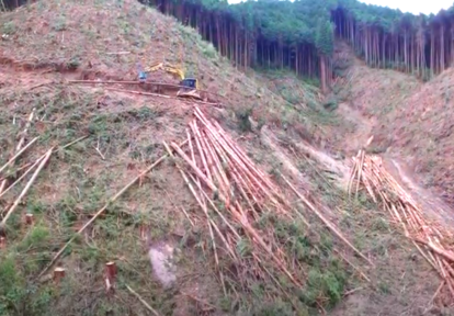 伐採期を迎えた大和木材の社有林の様子を動画で公開！
